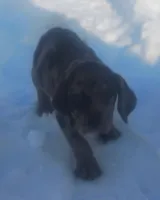 BG's Blue Leopard Male Puppy, a male American Leopard Hound for sale in Granton, WI – Photo 2 of 6