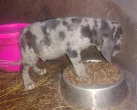 BG's Blue Leopard Male Puppy, a male American Leopard Hound for sale in Granton, WI – Photo 6 of 6