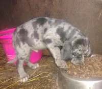 BG's Blue Leopard Male Puppy, a male American Leopard Hound for sale in Granton, WI – Photo 5 of 6
