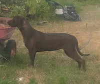 Chocolate Black Female - UKC Special , a female American Leopard Hound for sale in Granton, WI – 1 of 10