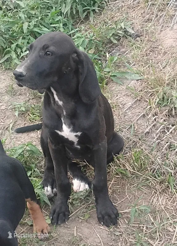 Chocolate Black Female - UKC Special  – American Leopard Hound puppy for sale in Granton, WI