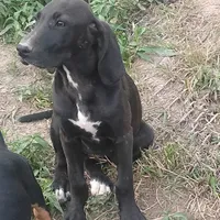 Chocolate Black Female - Special $100, a female American Leopard Hound for sale in Granton, WI – Photo 5 of 5