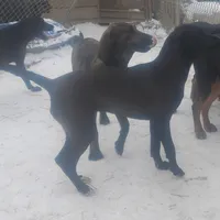 Chocolate Black Female - Special $100, a female American Leopard Hound for sale in Granton, WI – Photo 4 of 5