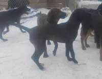 Chocolate Black Female -Wknd Special $100, a female American Leopard Hound for sale in Granton, WI – Photo 4 of 5