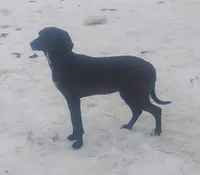 Chocolate Black Female -Wknd Special $100, a female American Leopard Hound for sale in Granton, WI – Photo 1 of 5