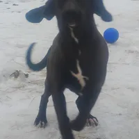 Chocolate Black Female - Special $100, a female American Leopard Hound for sale in Granton, WI – Photo 2 of 5