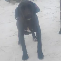 Chocolate Black Female - Special $100, a female American Leopard Hound for sale in Granton, WI – Photo 3 of 5