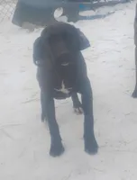 Chocolate Black Female -Wknd Special $100, a female American Leopard Hound for sale in Granton, WI – Photo 3 of 5