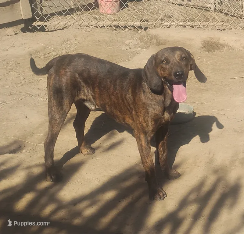 Brindle Male- UKC Special – American Leopard Hound puppy for sale in Granton, WI