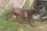 Chocolate Black Female - UKC Special , a female American Leopard Hound for sale in Granton, WI – 6 of 10