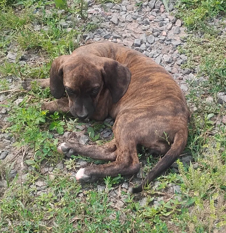 Tink - Brindle Female