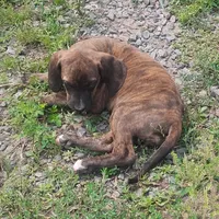Tink - Brindle Female -Wknd Special $25, a female American Leopard Hound for sale in Granton, WI – Photo 1 of 2