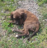 Tink - Brindle Female, a female American Leopard Hound for sale in Granton, WI – Photo 1 of 2