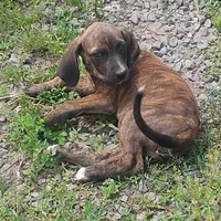 Tink - Brindle Female -Wknd Special $25, a female American Leopard Hound for sale in Granton, WI – Photo 2 of 2