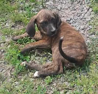 Tink - Brindle Female, a female American Leopard Hound for sale in Granton, WI – Photo 2 of 2