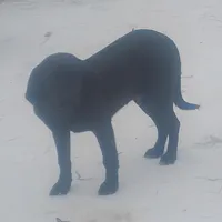 Harvey Black Male- Special $50, a male American Leopard Hound for sale in Granton, WI – Photo 1 of 3