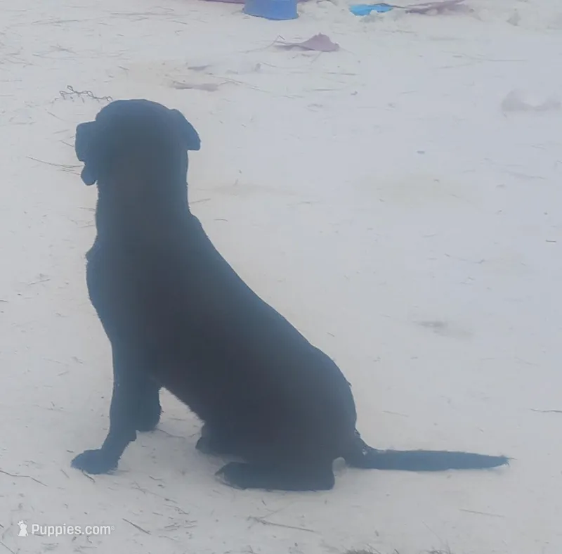 Harvey Black Male- UKC Special – American Leopard Hound puppy for sale in Granton, WI