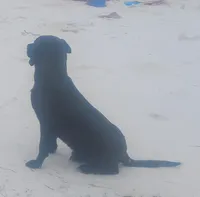 Harvey Black Male- Wknd special $50, a male American Leopard Hound for sale in Granton, WI – Photo 3 of 3