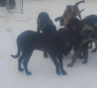 Harvey Black Male- Wknd special $50, a male American Leopard Hound for sale in Granton, WI – Photo 2 of 3