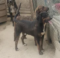 Black/ Brindle Trim male - UKC-  Special $50., a male American Leopard Hound for sale in Granton, WI – 5 of 5