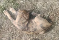 Pumpkin , a female American Leopard Hound for sale in Granton, WI – 2 of 10