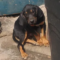 Harvey Black & Tan- Special $50, a male American Leopard Hound for sale in Granton, WI – Photo 3 of 6