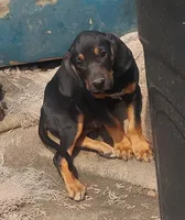 Harvey Black & Tan- Wknd special $50, a male American Leopard Hound for sale in Granton, WI – Photo 3 of 6