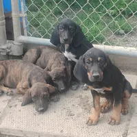 Harvey Black & Tan- Special $50, a male American Leopard Hound for sale in Granton, WI – Photo 5 of 6
