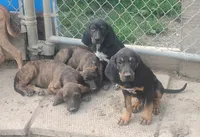 Harvey Black & Tan- Wknd special $50, a male American Leopard Hound for sale in Granton, WI – Photo 5 of 6