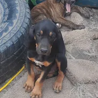 Harvey Black & Tan- Special $50, a male American Leopard Hound for sale in Granton, WI – Photo 4 of 6