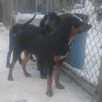 Harvey Black & Tan- Special $50, a male American Leopard Hound for sale in Granton, WI – Photo 2 of 6