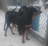 Harvey Black & Tan- Wknd special $50, a male American Leopard Hound for sale in Granton, WI – Photo 2 of 6