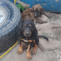 Harvey Black & Tan- Special $50, a male American Leopard Hound for sale in Granton, WI – Photo 6 of 6