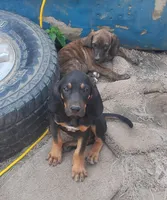 Harvey Black & Tan- Wknd special $50, a male American Leopard Hound for sale in Granton, WI – Photo 6 of 6