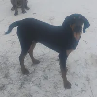 Harvey Black & Tan- Special $50, a male American Leopard Hound for sale in Granton, WI – Photo 1 of 6