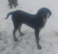 Harvey Black & Tan- Wknd special $50, a male American Leopard Hound for sale in Granton, WI – Photo 1 of 6