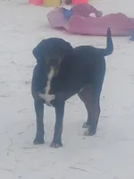 Black/ Brindle Trim male, a male American Leopard Hound for sale in Granton, WI – Photo 2 of 4