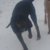 Black/ Brindle Trim male - Special $100, a male American Leopard Hound for sale in Granton, WI – Photo 3 of 4