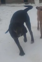 Black/ Brindle Trim male, a male American Leopard Hound for sale in Granton, WI – Photo 3 of 4