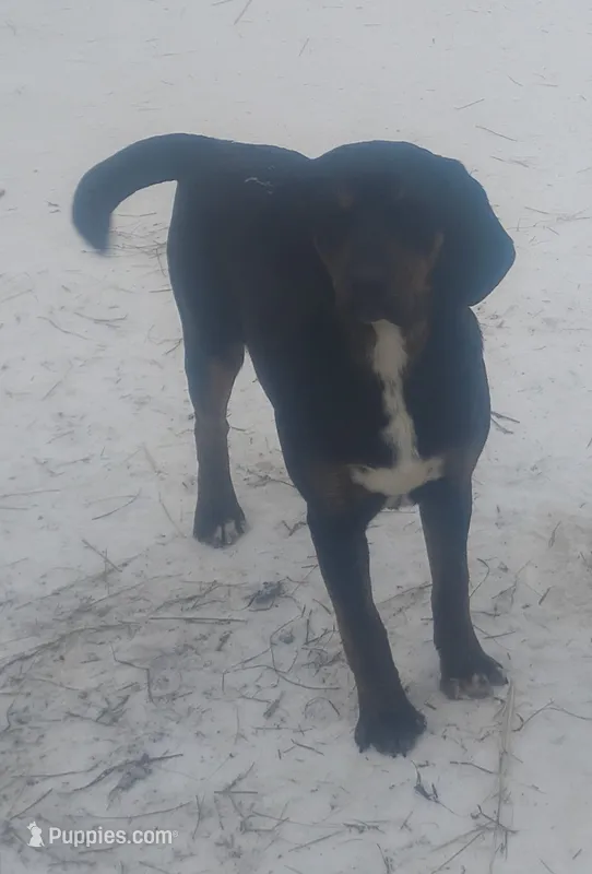 Black/ Brindle Trim male