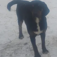 Black/ Brindle Trim male - Special $100, a male American Leopard Hound for sale in Granton, WI – Photo 1 of 4