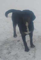 Black/ Brindle Trim male, a male American Leopard Hound for sale in Granton, WI – Photo 1 of 4