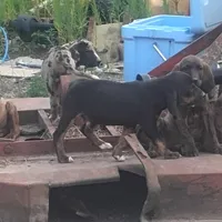 Black/ Brindle Trim male - Special $100, a male American Leopard Hound for sale in Granton, WI – Photo 4 of 4