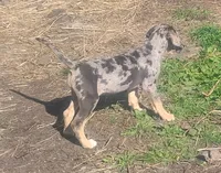 Bluebell, a female American Leopard Hound for sale in Granton, WI – 5 of 10
