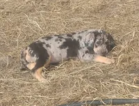 Bluebell, a female American Leopard Hound for sale in Granton, WI – 2 of 10