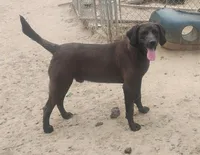 Harvey Black Male- UKC - Special $50, a male American Leopard Hound for sale in Granton, WI – 2 of 6