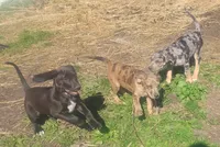Pumpkin , a female American Leopard Hound for sale in Granton, WI – 10 of 10