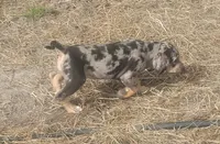 Bluebell, a female American Leopard Hound for sale in Granton, WI – 4 of 10