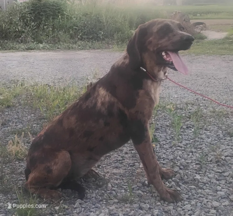 Marble- Chocolate Merle Female - UKC – American Leopard Hound puppy for sale in Granton, WI