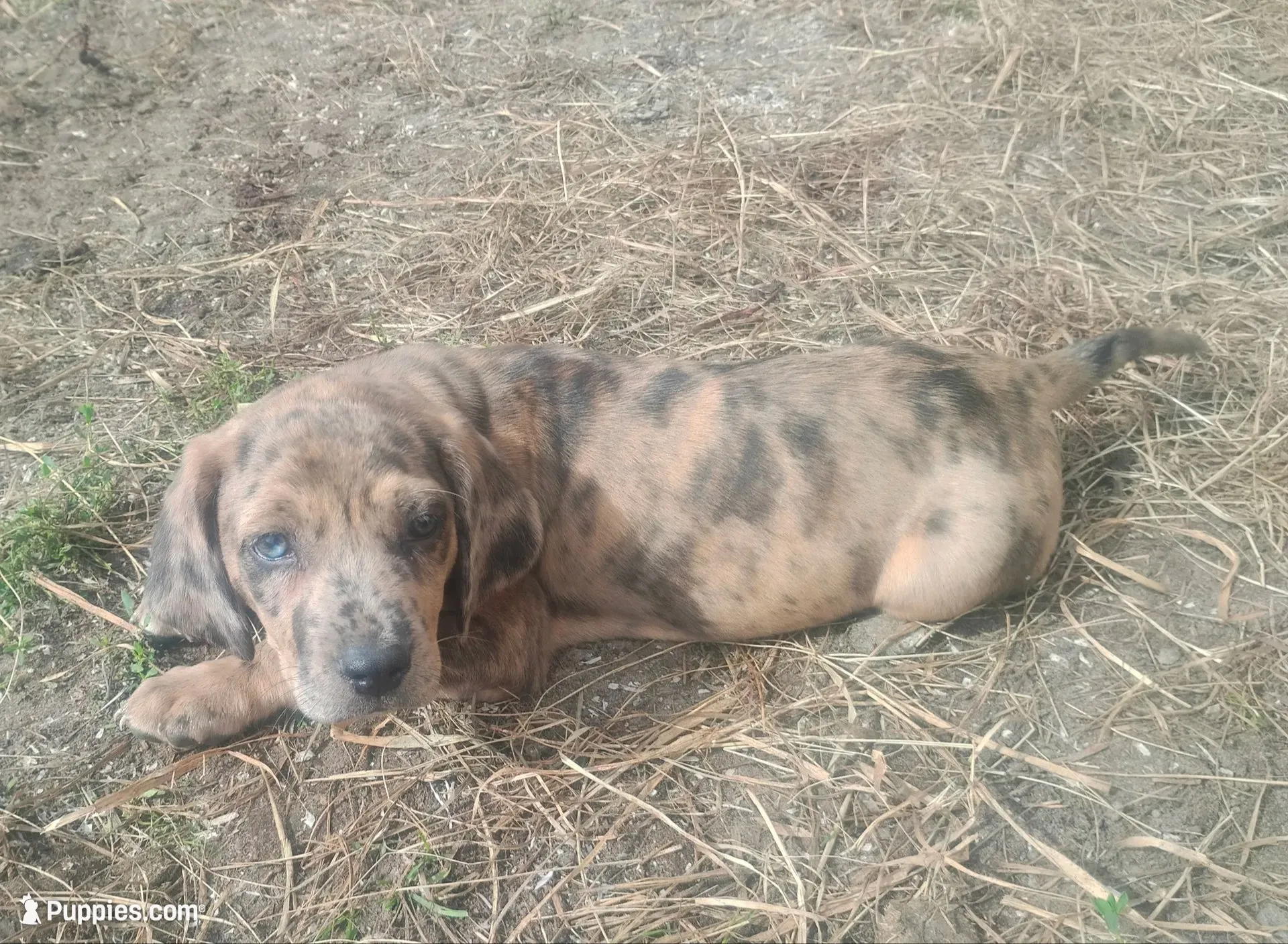 Pumpkin , a female American Leopard Hound for sale in Granton, WI – 1 of 10